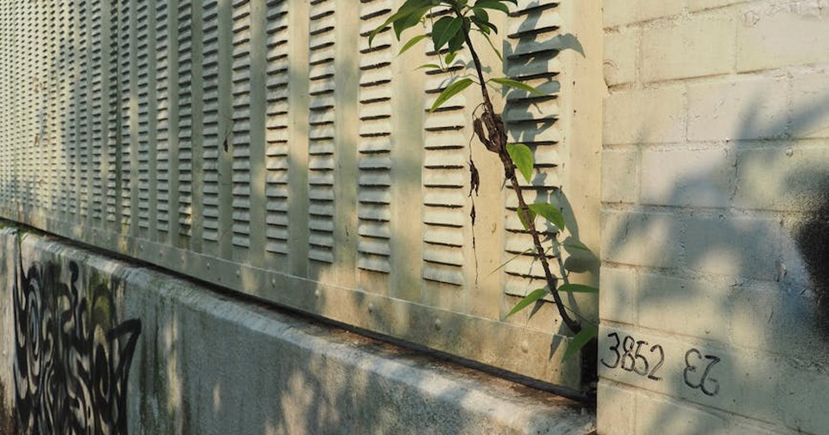 A juxtaposition of urban decay and nature with graffiti and a plant growing on a Hong Kong wall.