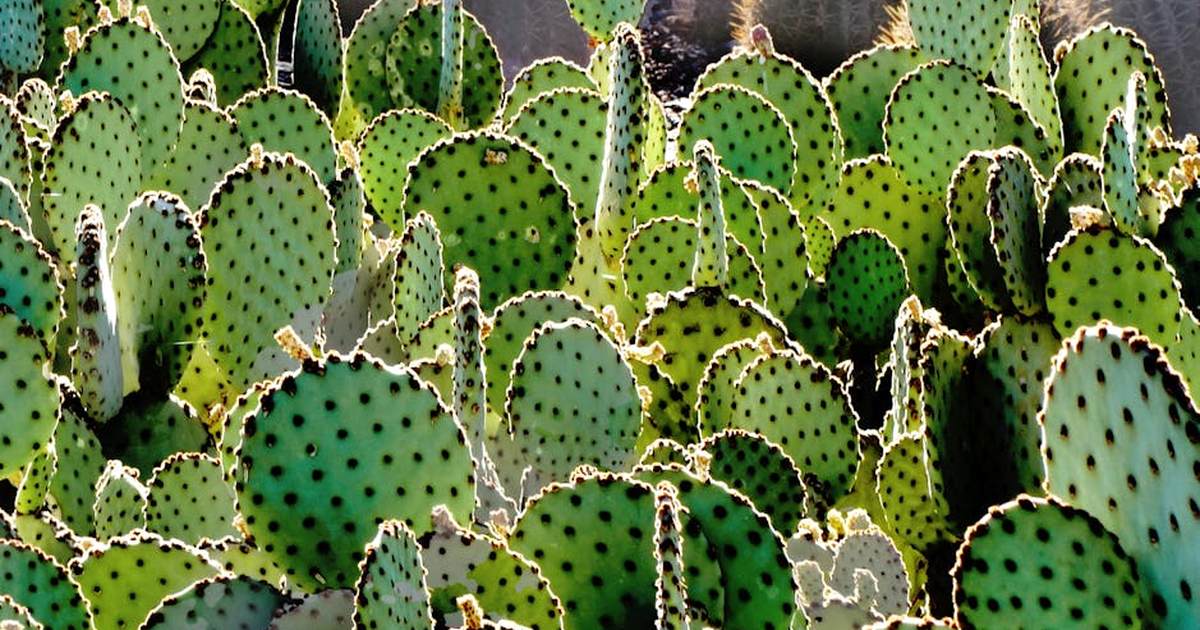 Vibrant green cacti spotted in Phoenix, Arizona, highlighting desert beauty and diversity.