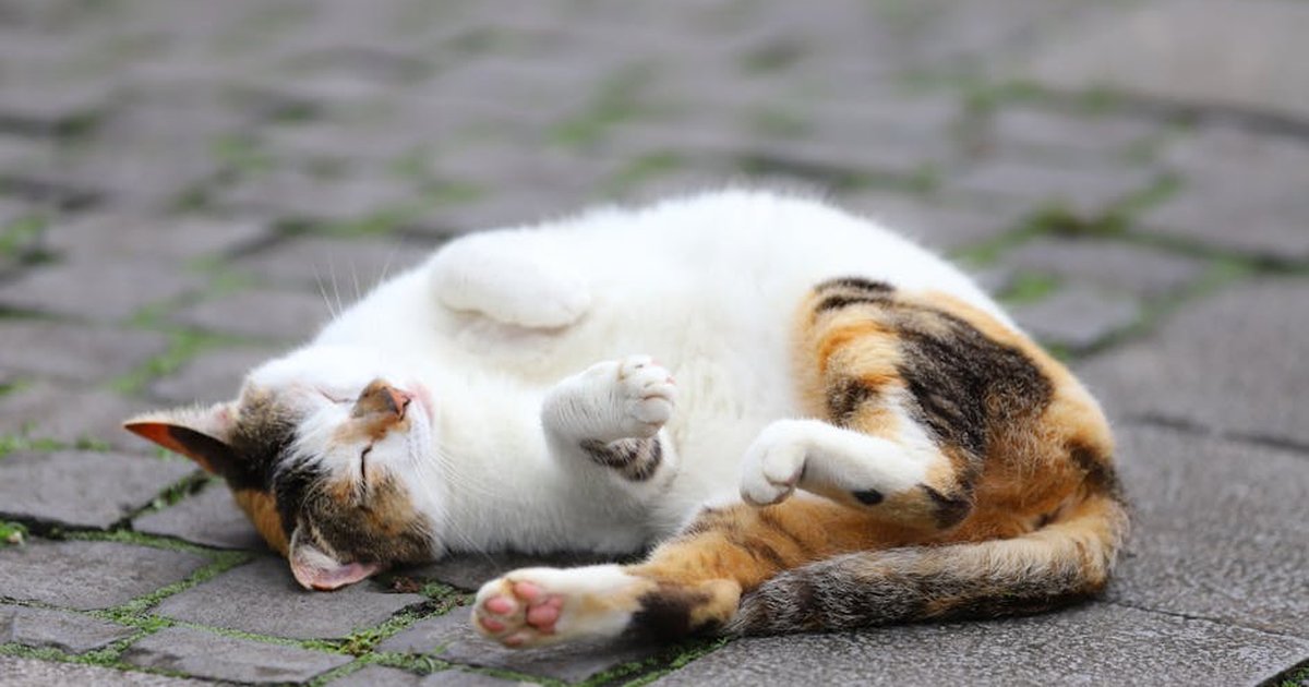 A cute calico cat sleeping on a pavement outdoors, enjoying a peaceful moment.