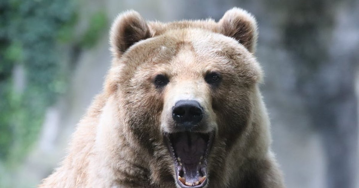 A powerful brown bear captured mid-roar, showcasing its strength and presence in the wild.