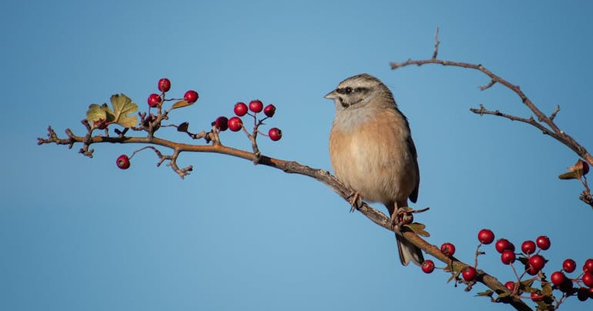 A rock bunting perched on a branch with red berries, set against a clear blue sky.