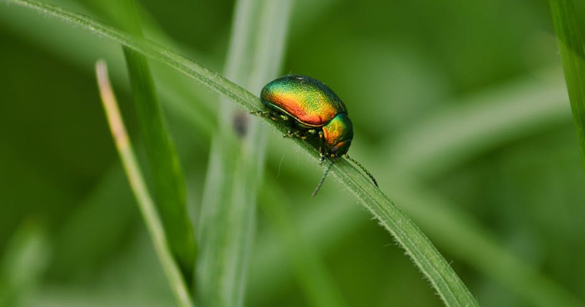 Macro capture of a shining Tansy Beetle on a fresh green leaf outside, showcasing vibrant colors.