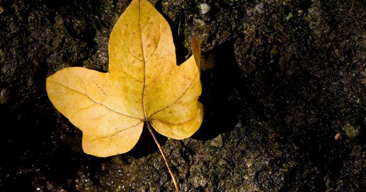 Close-up of a single yellow leaf on a forest floor, capturing the essence of fall.