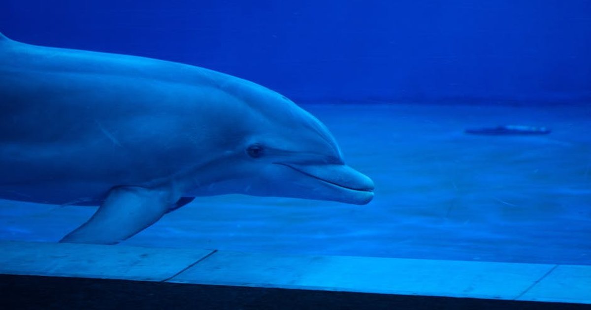A graceful dolphin swimming in an indoor aquarium tank with a serene blue backdrop.