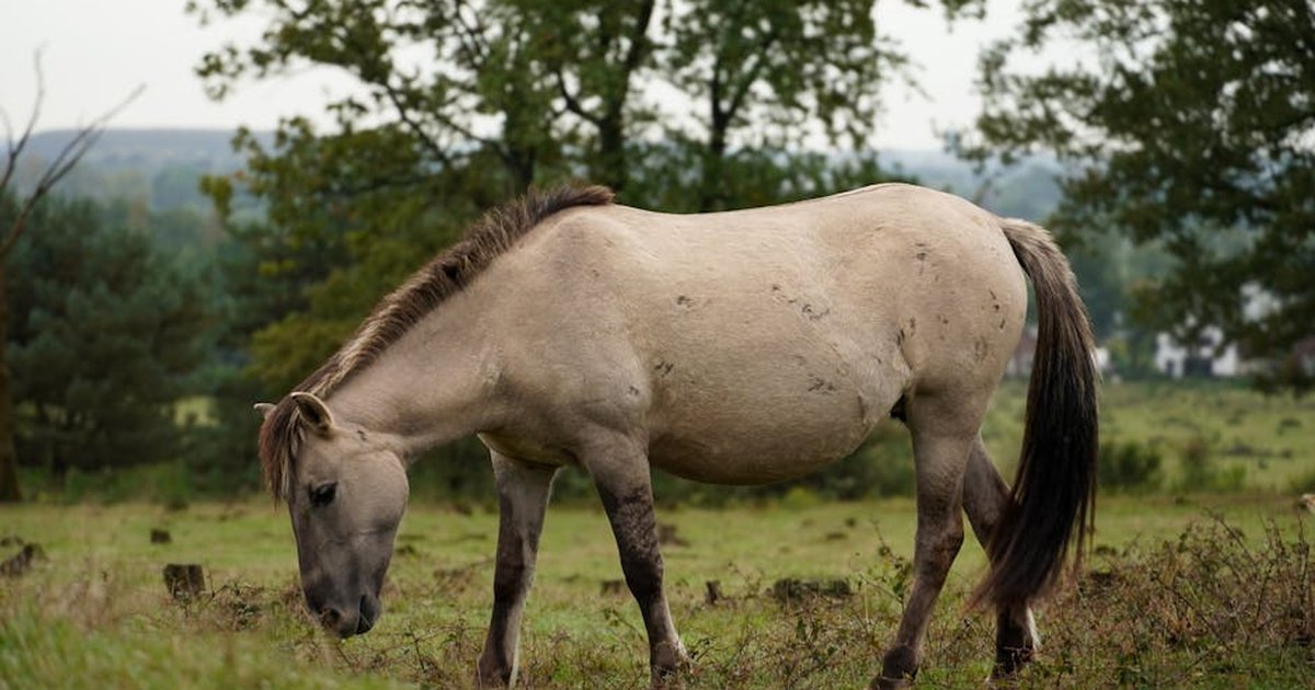 A wild horse peacefully grazing in a lush green field surrounded by trees in Elst, Utrecht.