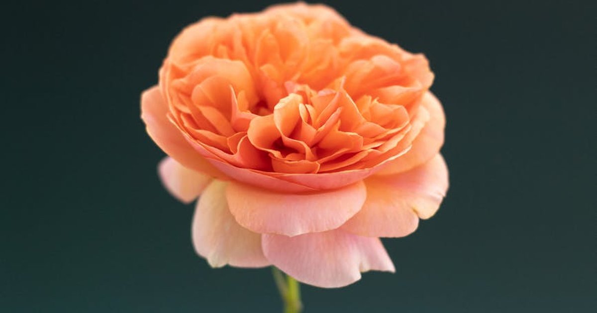 Exquisite close-up of an orange rose flower in full bloom against a dark background.