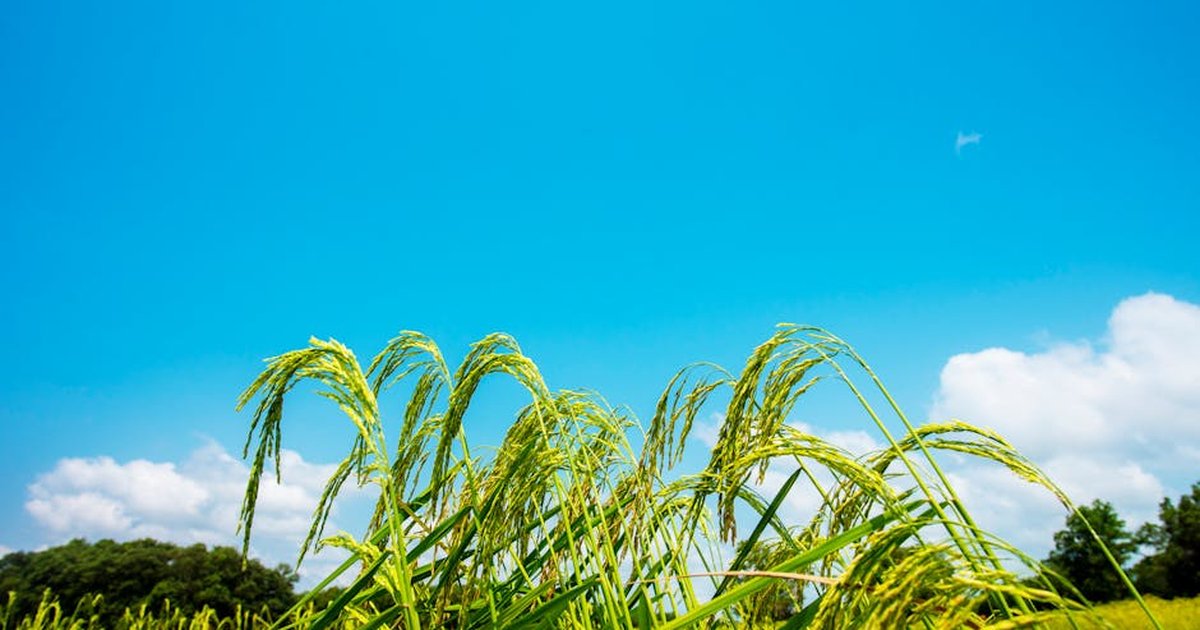 Lush green rice plants sway under a vivid blue sky with soft white clouds atop fields.