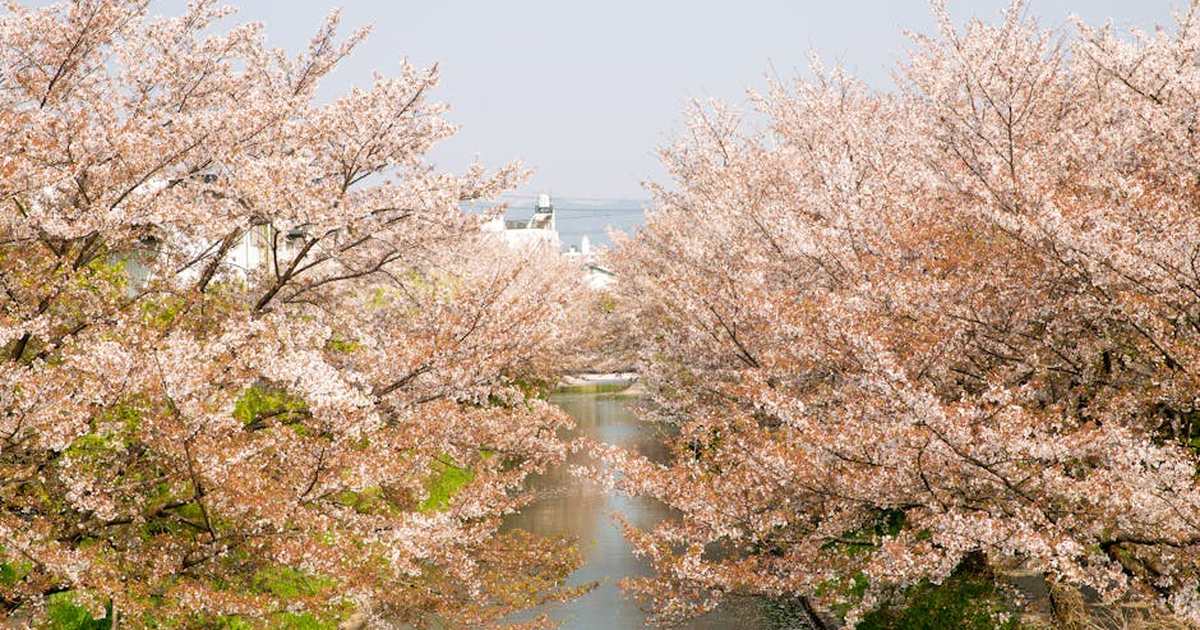 Scenery view of water channel between cherry blossom trees growing in park of Japan