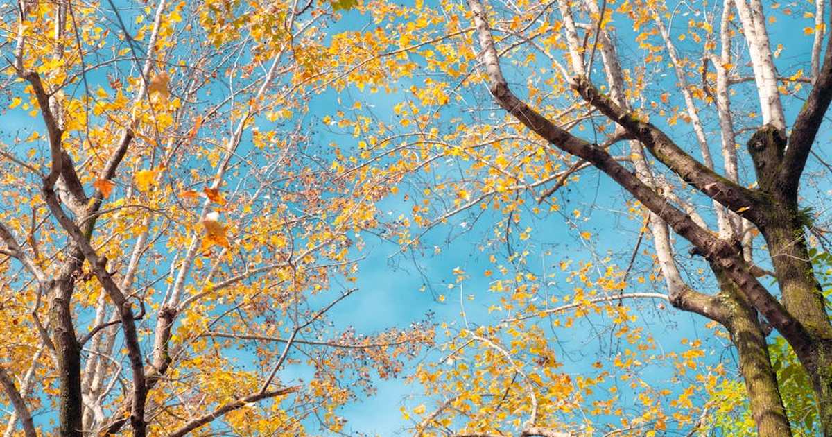 Vibrant autumn trees with yellow leaves against a clear blue sky in Taipei City.
