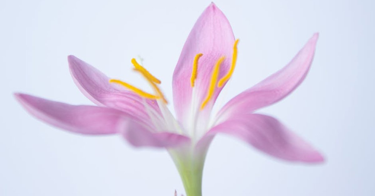 A close-up of a beautiful pink flower with yellow stamens against a white background.