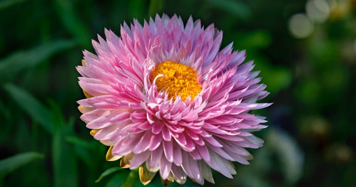 Beautiful pink strawflower captured in Hong Kong garden, showcasing vibrant petals and bright yellow center.