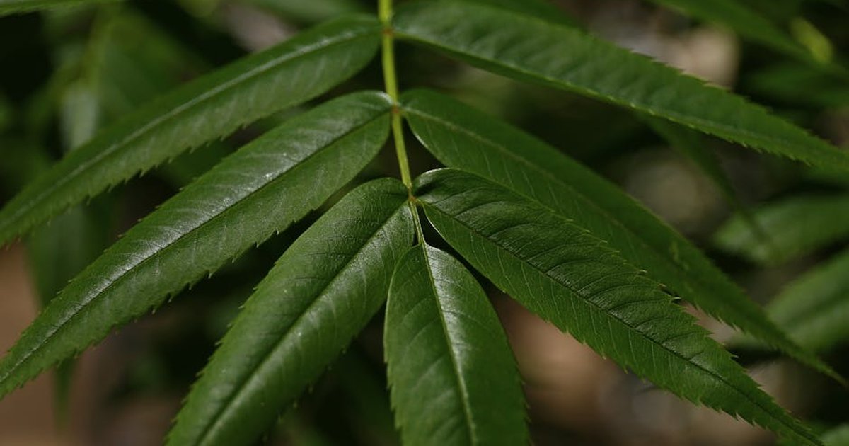 Detailed close-up of lush green leaves with serrated edges and glossy texture.