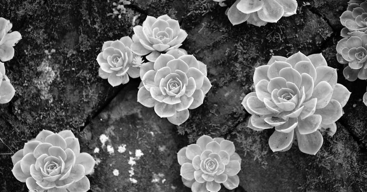 Echeveria succulents captured in black and white, highlighting their natural rosette shapes against a stone backdrop.