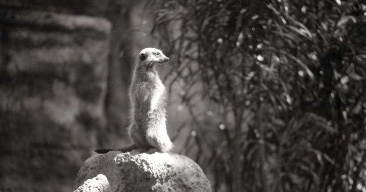 A grayscale photo of a meerkat standing on a rock, captured in Taipei Zoo, Taiwan.
