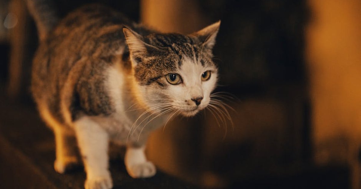 A curious tabby cat exploring a dimly lit street in Taiwan during the night.