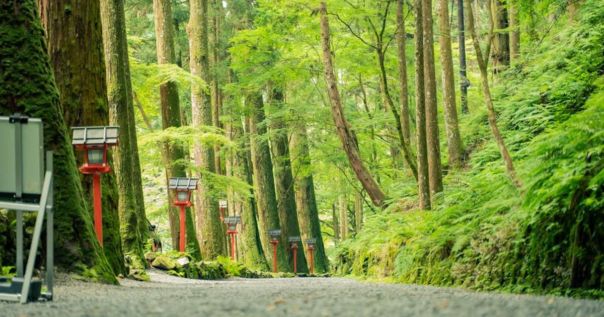 Serene forest pathway lined with traditional Japanese lanterns amidst lush greenery.