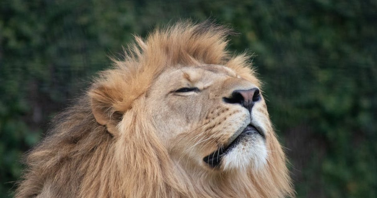 A serene close-up portrait of a lion basking in sunlight, showcasing its majestic mane.