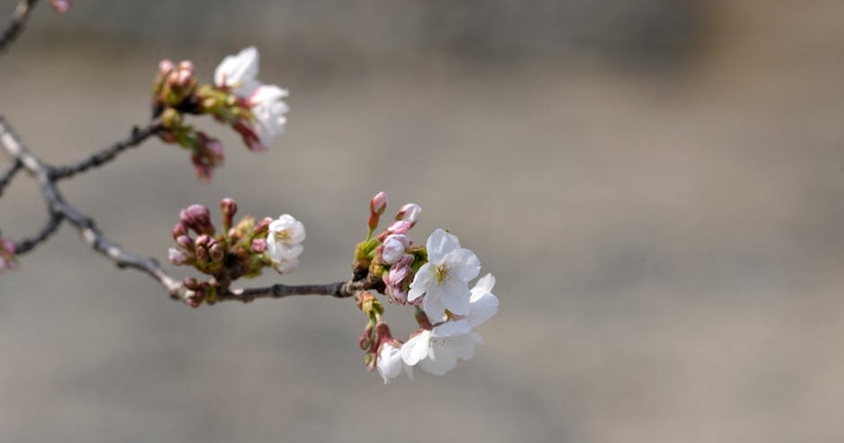 Beautiful close-up of cherry blossom in Japan, capturing delicate springtime bloom.