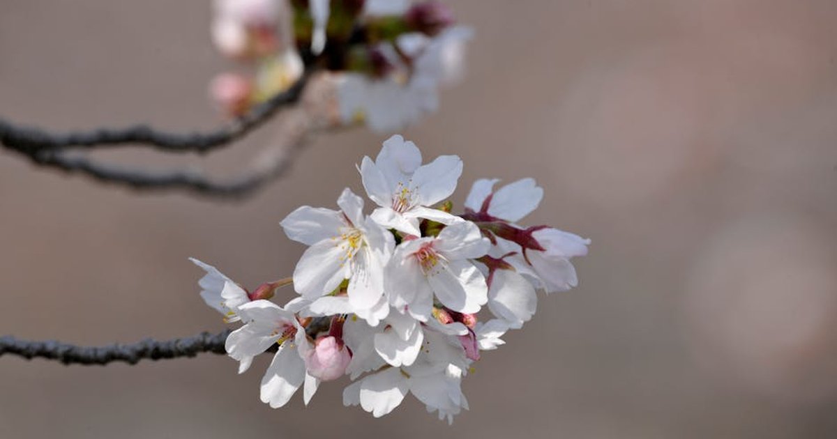 Close-up of delicate cherry blossoms in Japan capturing spring's essence.
