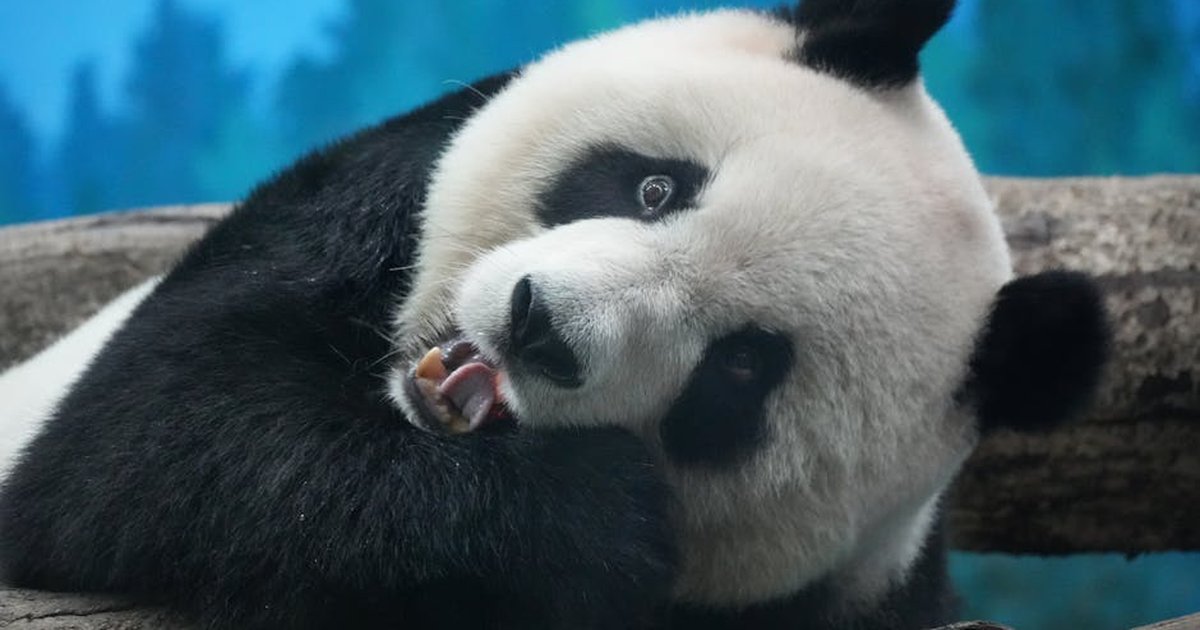 Close-up of a playful giant panda relaxing on a tree branch in Taipei Zoo.