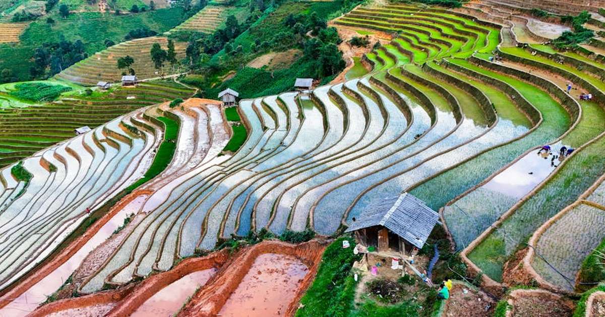 Aerial view of vibrant rice terraces in Mu Cang Chai District, Vietnam.