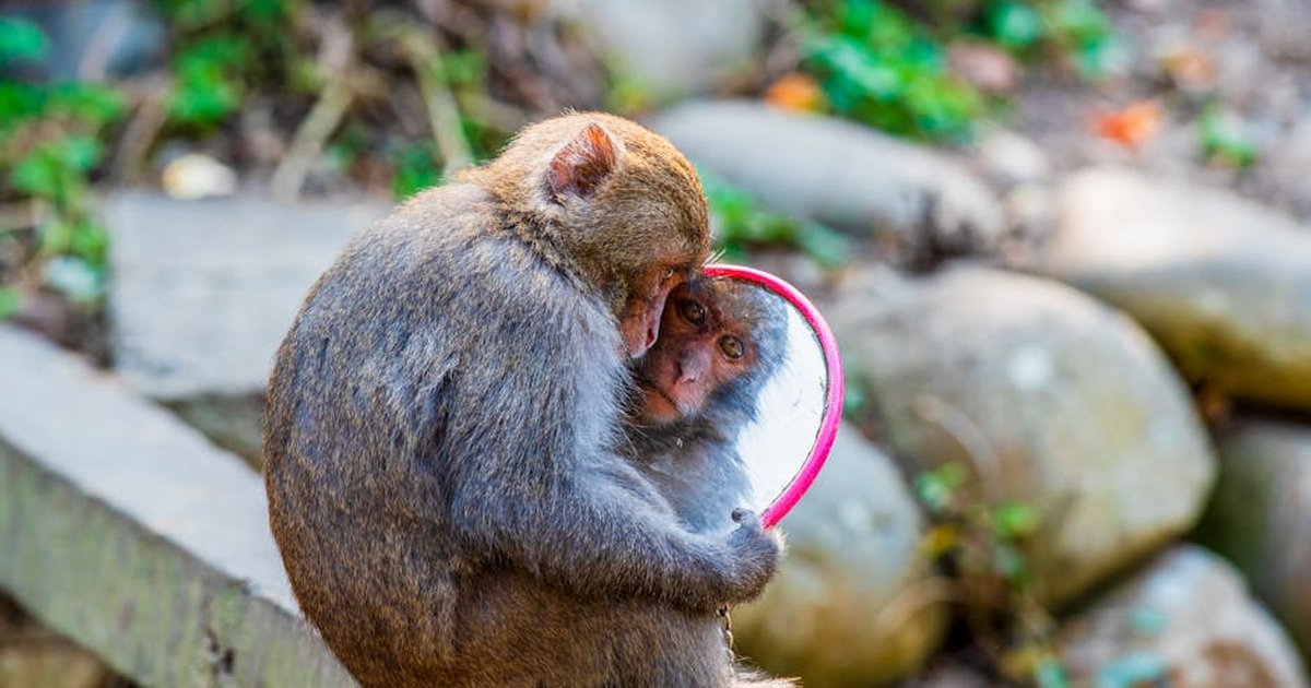 A macaque monkey holding a mirror outdoors, reflecting its curious expression.