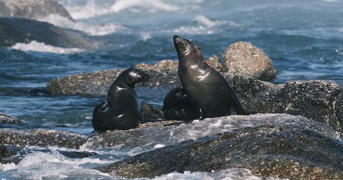 A group of Cape fur seals basking on coastal rocks in Cape Town, South Africa.