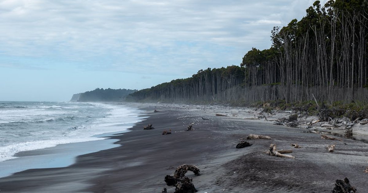 Serene view of a New Zealand beach with driftwood and forest-lined background under a cloudy sky.
