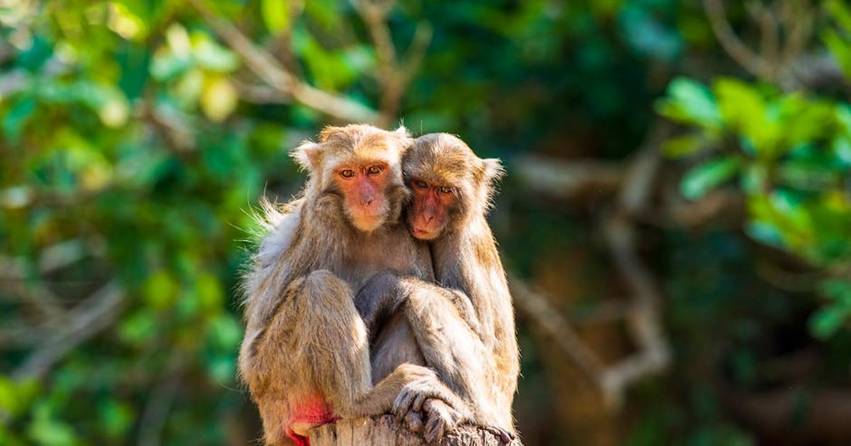 Close-up of two macaques cuddling on a tree stump in a forest setting, Taichung, Taiwan.