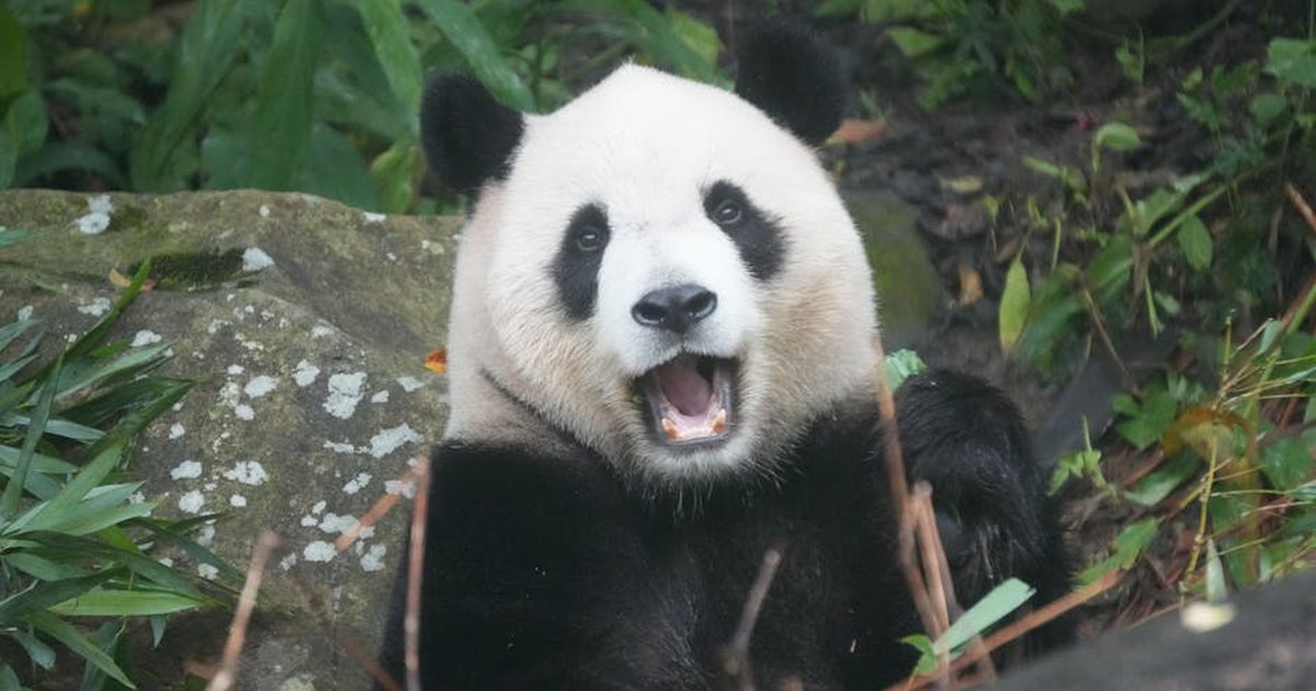 A giant panda playfully enjoys its green habitat, showcasing Taiwan's wildlife beauty.