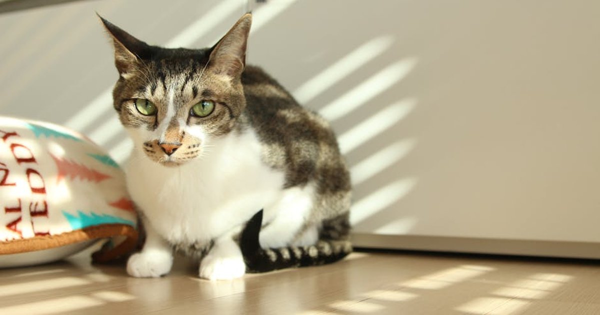 A tabby cat enjoying the warmth of sunlight indoors, with playful shadows around.