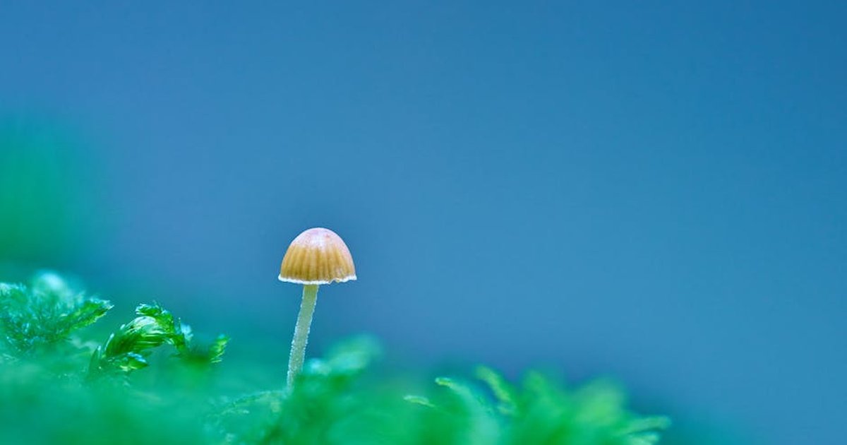 A vibrant close-up of a small mushroom surrounded by lush green moss against a bright blue background.