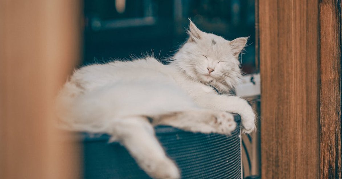 A serene white cat relaxing on a speaker, enjoying a sunny day indoors.
