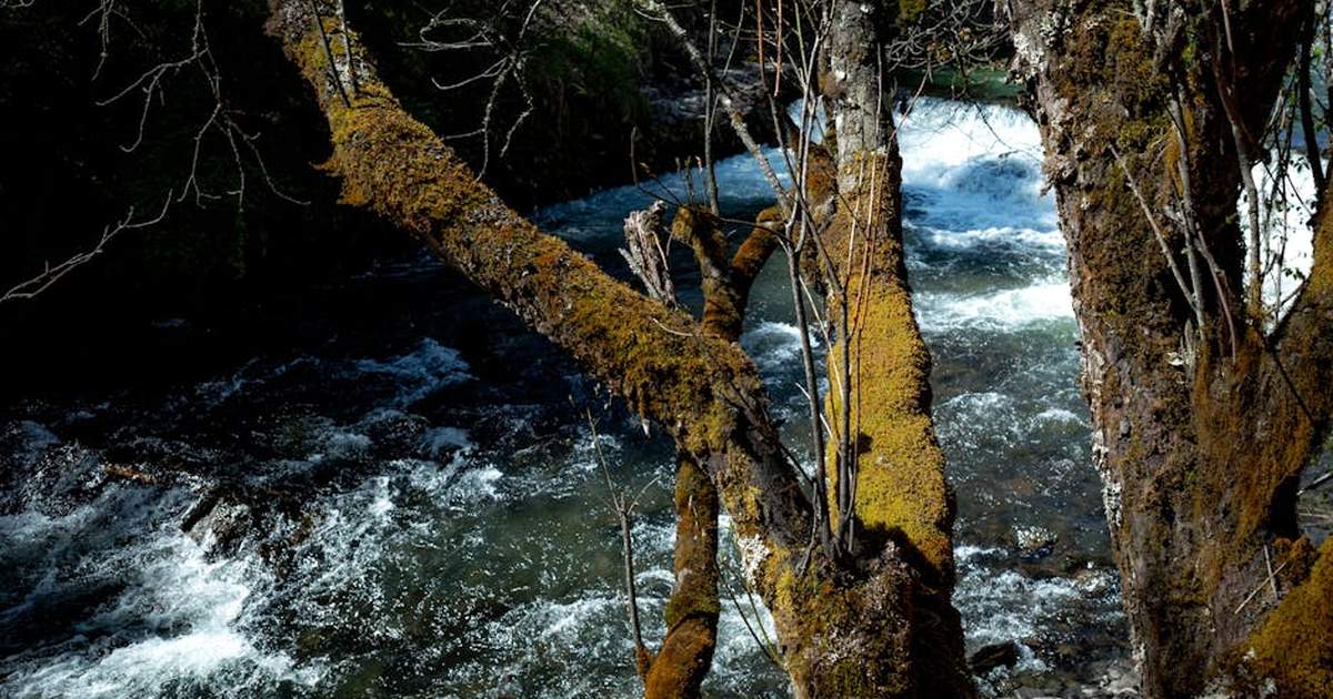Moss-covered trees by a flowing river in Sichuan, China. Ideal for nature and travel themes.