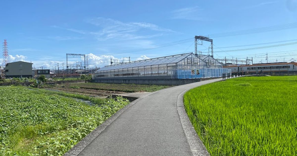 A sunny rural landscape featuring a greenhouse and rice fields with a clear blue sky.