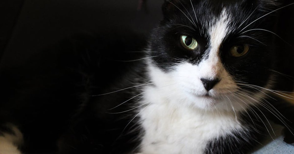 A close-up shot of a relaxed black and white cat laying indoors.