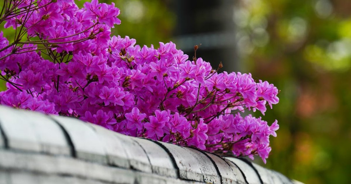 Close-up of vibrant pink azaleas blooming over a garden wall in a lush outdoor setting.