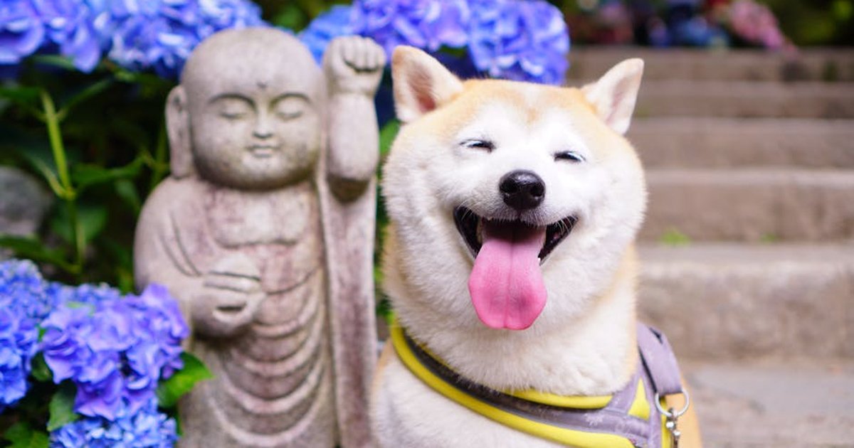 A cheerful Shiba Inu poses next to a Jizo statue surrounded by hydrangeas in Nara, Japan.