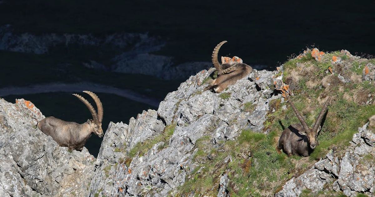 Three Alpine ibex resting on rocky cliffs in Auvergne-Rhône-Alpes, France, showcasing their grandeur.