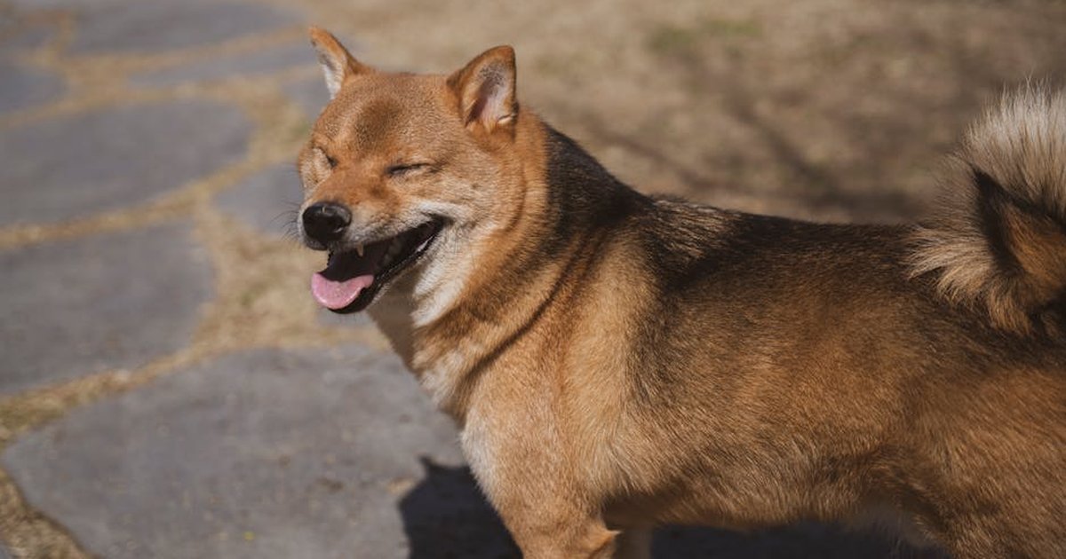 Adorable Shiba Inu dog enjoying the sunlight outdoors on a stone path.