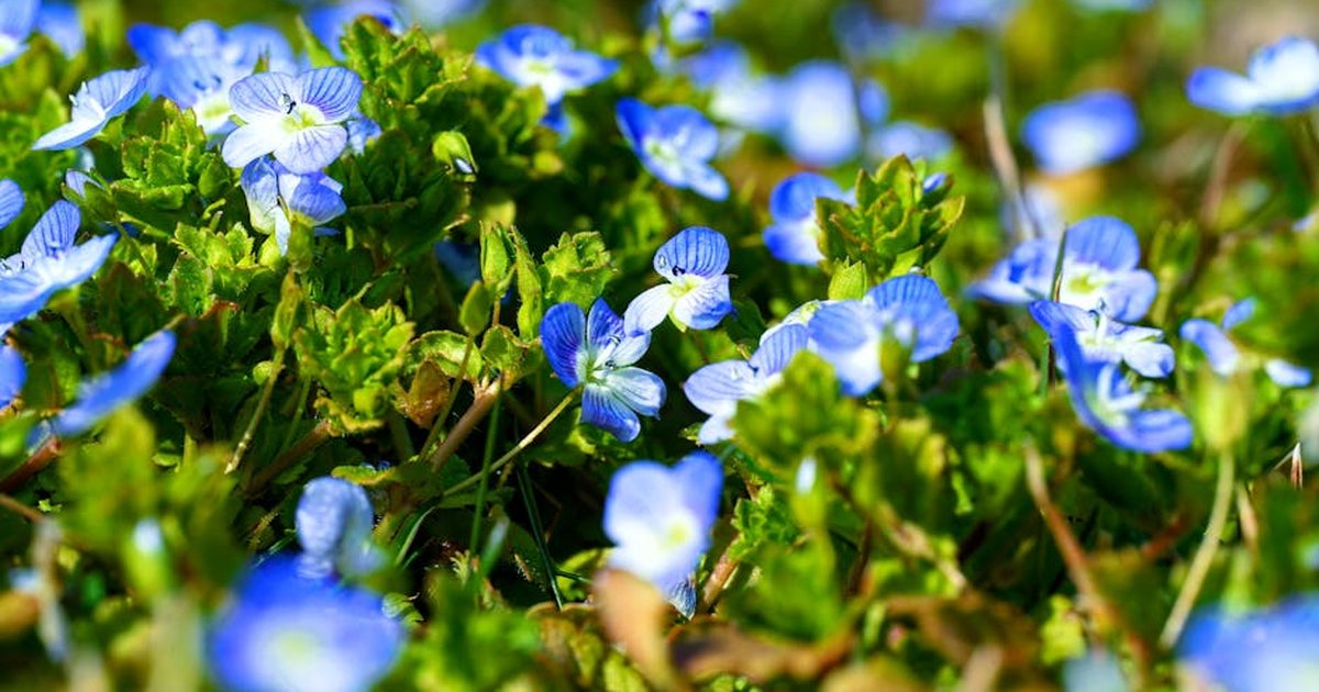 Beautiful close-up of blue Persian speedwell flowers in a vibrant green field.
