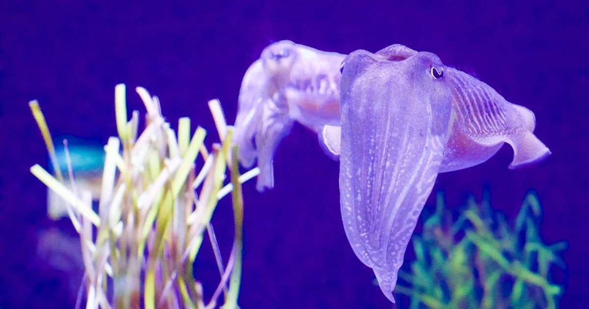 Close-up of cuttlefish swimming among plants in vivid blue water.