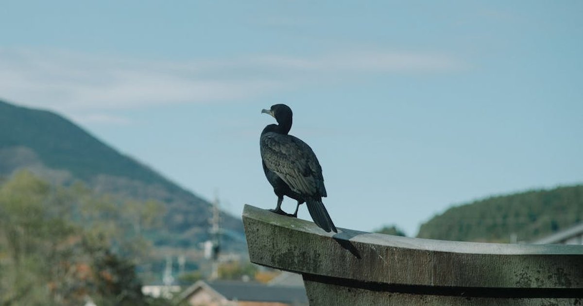 A cormorant resting on a traditional Japanese shrine against a mountainous landscape.