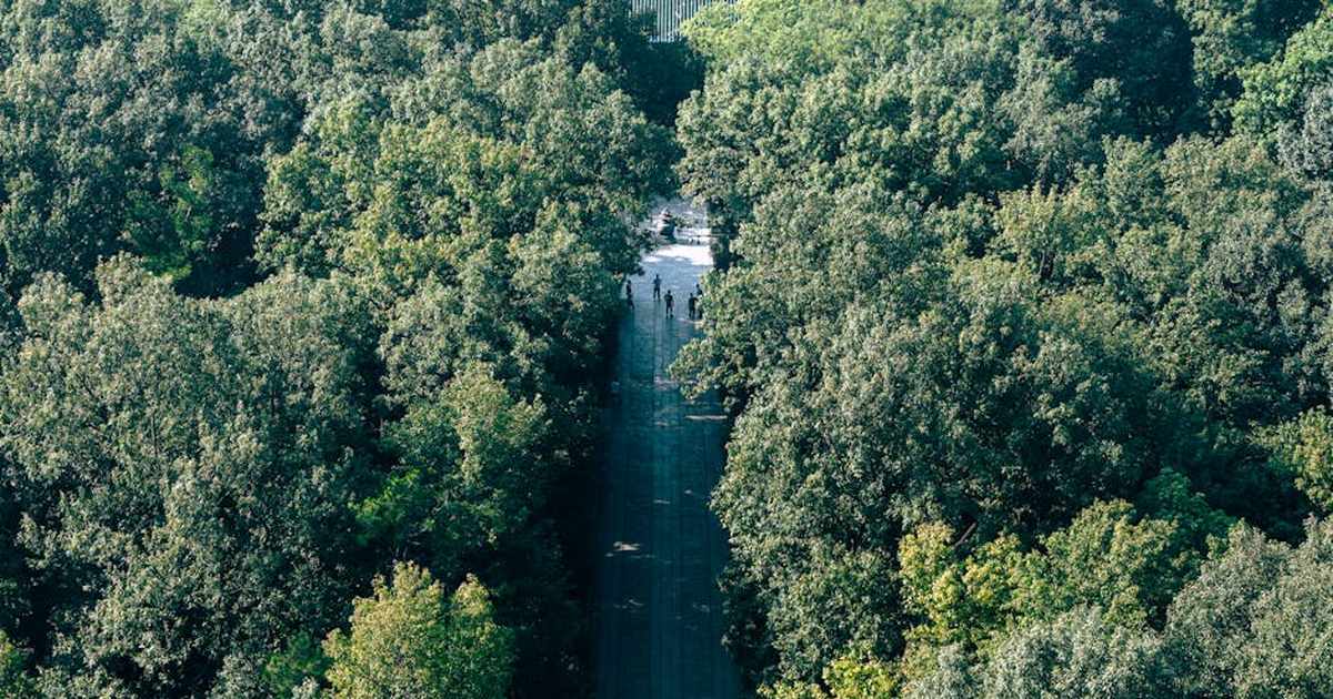 A serene aerial view of a forest path leading towards Linggu Temple, Nanjing, surrounded by lush greenery.