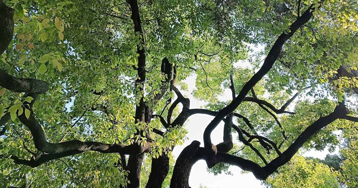 Upward view of a tree's branches forming a lush green canopy on a sunny summer day.