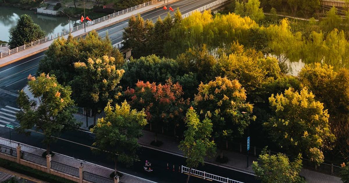 A picturesque aerial view of a tree-lined road during autumn, capturing vivid colors.