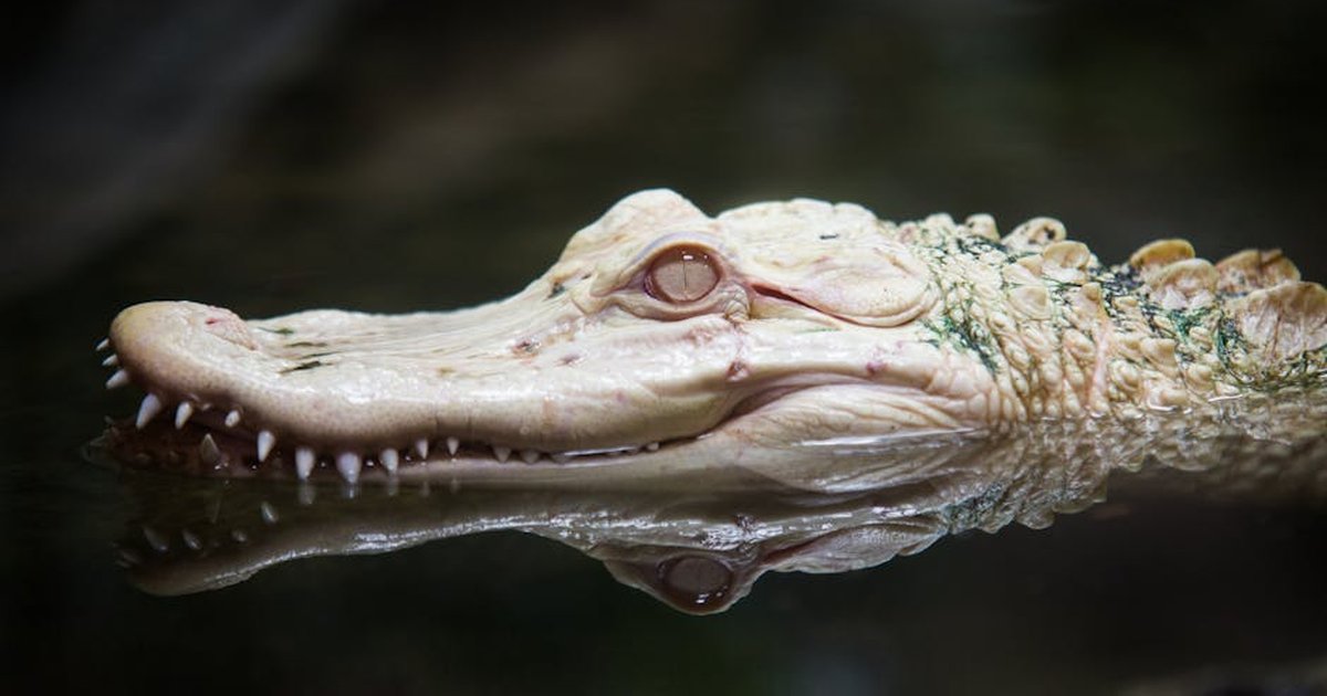 Close-up of an albino alligator with its reflection in water, showcasing its unique white scales.