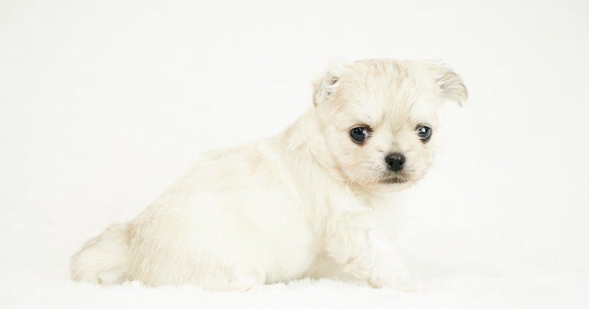 Cute white puppy lying on a fluffy surface with a minimalistic white background for pet photography enthusiasts.