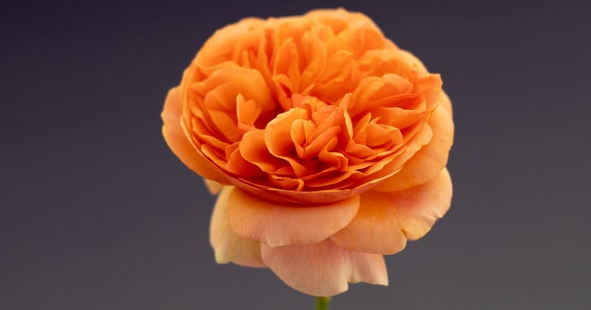 Detailed close-up of a beautiful orange garden rose with layered petals against a soft background.