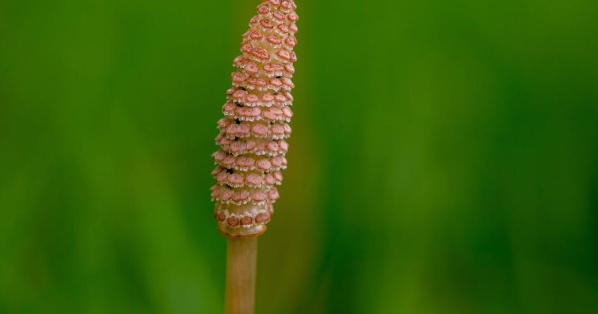 A detailed close-up of a horsetail plant against a green blurred background.